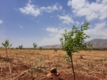 Agroforestry for Lebanese farmers empowerment profitable and environmentally sustainable  economy sustain Lebanon NGO beirut